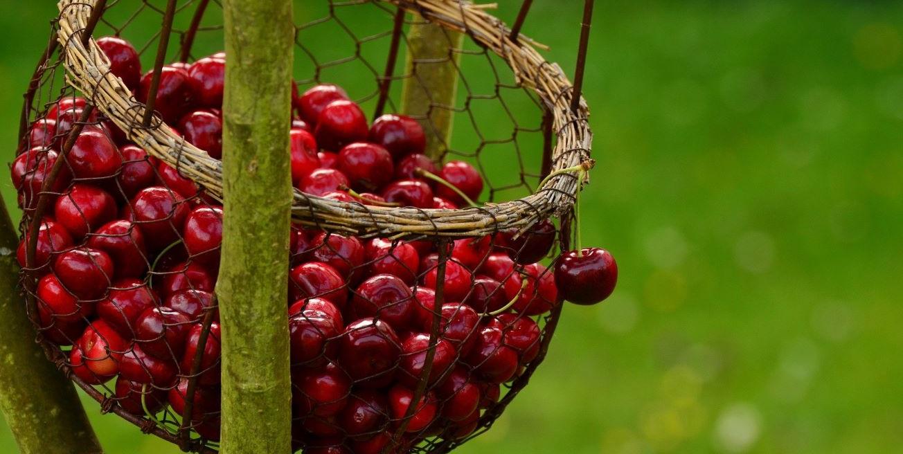 panier de cerises