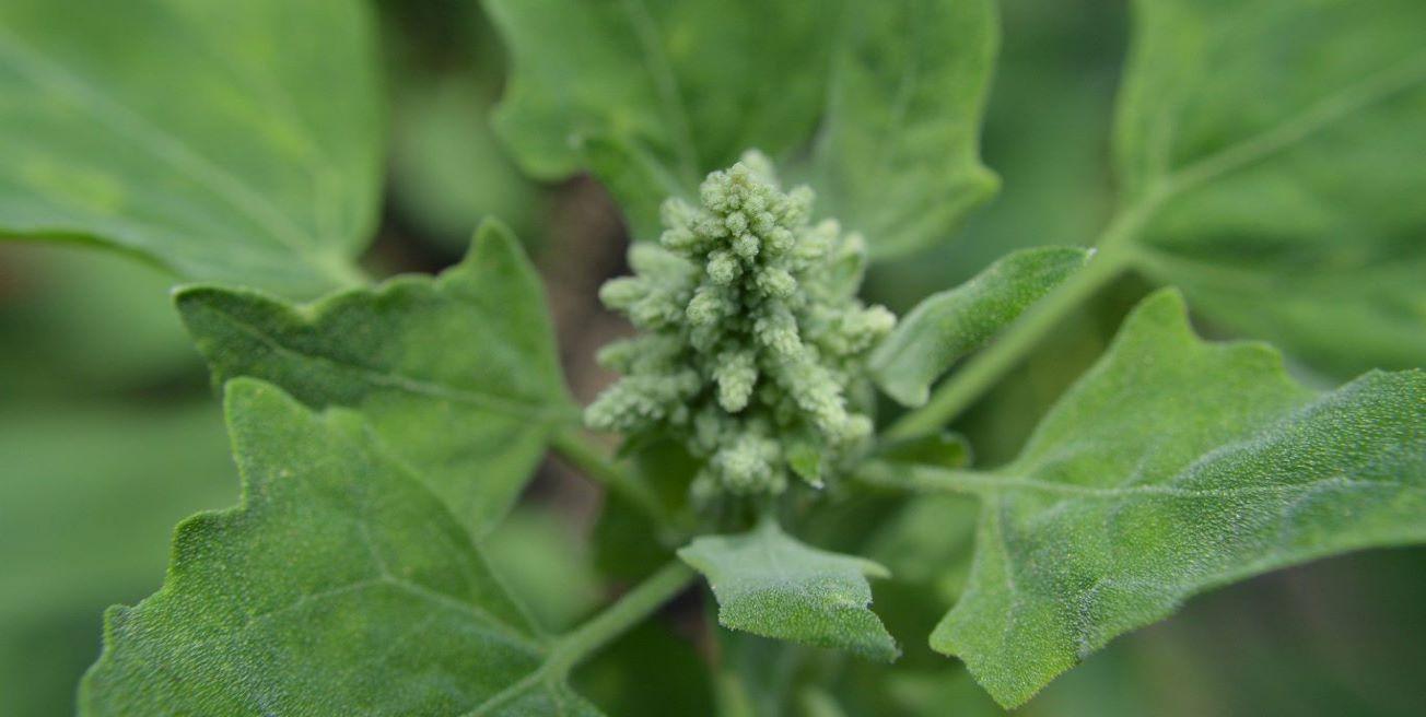 Fleur de quinoa à l'état naturel