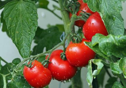 Tomates sur pieds 