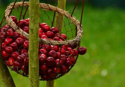 panier de cerises