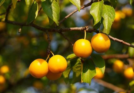 branche remplie de mirabelles