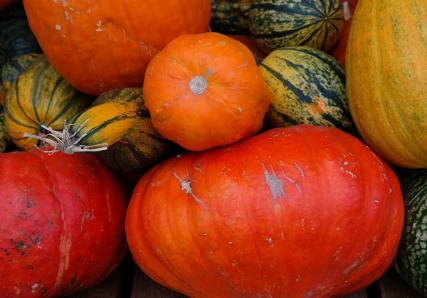 Assortiment de courges et potimarrons