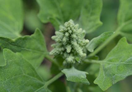 Fleur de quinoa à l'état naturel